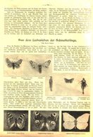 Aus Dem Liebesleben Der Schmetterlinge / Artikel, Entnommen Aus Zeitschrift / 1910 - Colis