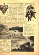 Auf Vulkanischem Boden, Mangopflaumen, Eine Seltsam Geformte Kartoffel / Artikel, Entnommen Aus Zeitschrift / 1910 - Colis