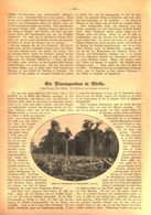 Ein Plantagenbau In Afrika / Artikel, Entnommen Aus Zeitschrift / 1910 - Colis
