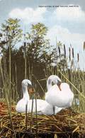 OREGON - Deschutes River Swans Nesting - Altri & Non Classificati