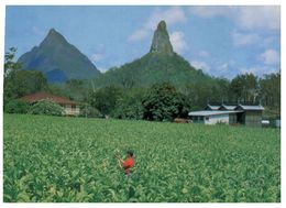 (516) Australia - QLD -  Tobacco Farming - Atherton Tablelands