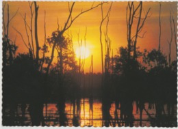 Australia NORTHERN TERRITORY DARWIN Sunset At Fogg Dam Nucolorvue DA101 Postcard Used 1983 - Darwin