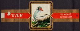 Pelikaan / Rotspelikaan - Bird Birds - Belgium Belgique - TAF - CIGAR CIGARS Label Vignette - Labels