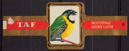 Golden Whistler / Gouden Fluiter - Bird Birds - Belgium Belgique - TAF - CIGAR CIGARS Label Vignette - Labels