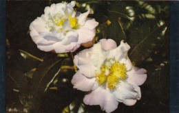 Alabama Mobile Beautiful Bessie Morse Camellia Bellingrath Gardens - Mobile