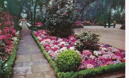 Alabama Mobile Camellia Lined Flagstone Walk Bellingrath Gardens - Mobile