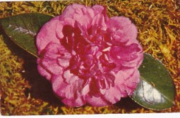 Alabama Mobile Walter D Bellingrath Camellia Bellingrath Gardens - Mobile