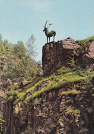 Postcard Schwazwald Der Hirschsprung Im Hollental My Ref  B22430 - Höllental