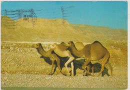 ISRAEL ,judaica,pays Saint,de Moise,desert,chameau,massada - Israel