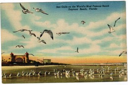 Sea Gulls On The World's Most Famous Beach, Daytona Beach Florida (pk44133) - Daytona