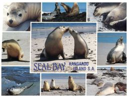 (101) Australia - SA - Seal Bay, Kangaroo Island (with Stamps At Back Of Card) - Kangaroo Islands