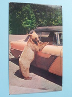 GLACIER GERTIE One-Bear Welcoming Committee ( Bob Anderson ) Anno 1960 ( Zie/voir Foto Voor Details ) ! - Great Falls