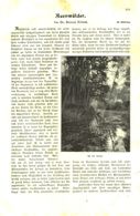Auenwälder / Artikel, Entnommen Aus Kalender /1909 - Packages