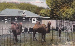 Missouri St Joseph Moila's Camels In Krug's Park - St Joseph