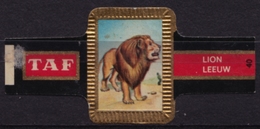 LION - Animal Mammals - Belgium Belgique - TAF - CIGAR CIGARS Label Vignette - Labels