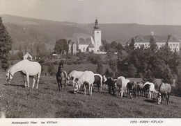 Piber Bei Koflach - Lipizzanergestut , Lipizzaner Horses 1962 - Köflach