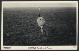 451 ARGENTINA: Ostrich (rhea) In La Pampa, Ed. Bourquin & Kohlmann, Unused, Circa 1920, V - Argentine