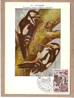 MONACO - CARTE FDC - OISEAUX - INSTITUT ROYAL DES SCIENCES NATURELLES DE  BELGIQUE - 58 - PIC EPEICHE - 1962 - Piciformes (pájaros Carpinteros)