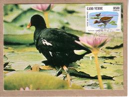 CAP VERT - CABO VERDE - CARTE MAXIMUM -  OISEAUX - 31 - GALINHA DE AGUA - GALLINULE POULE D'EAU - 1981 - Grues Et Gruiformes