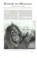 Erlebnisse Mit Affenjungen  /Artikel, Entnommen Aus Zeitschrift /1935 - Colis