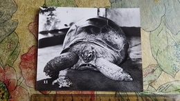 ANIMAL WORLD -  Mini PCs  - USSR Old Postcard  -  Turtle  /  - 1980s - Schildkröten