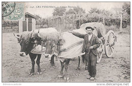 D64 - Les Pyrénées - ATTELAGE BEARNAIS - Bearn