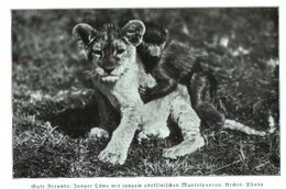 Gute Freunde: Junger Löwe Mit Jungem Abessinischem Mantelpavian) / Druck, Entnommen Aus Zeitschrift /1936 - Paketten
