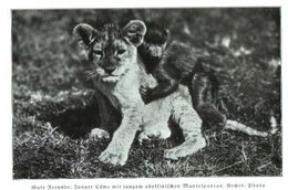 Gute Freunde: Junger Löwe Mit Jungem Abessinischem Mantelpavian) / Druck, Entnommen Aus Zeitschrift /1936 - Packages