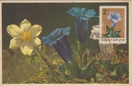 Bulgarie Carte Maximum Fleurs 1968 Gentiane 1584 - Covers & Documents