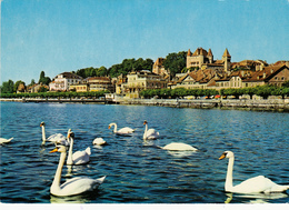 SUISSE,HELVETIA,SWISS,switzerland,schweiz,SVIZZERA ,vaud,NYON,lac,cygne - Nyon