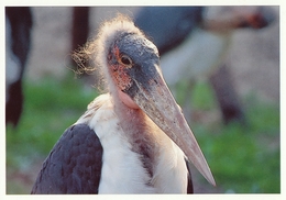 ZOO Eberswalde, Germany - Marabou - Eberswalde