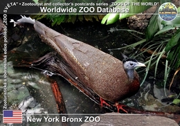 111 New York Bronx ZOO, US - Malayan Great Argus (Argusianus Argus Argus) - Bronx