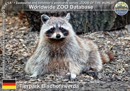 356 Tierpark Bischofswerda, DE - Northern Raccoon (Procyon Lotor) - Bischofswerda