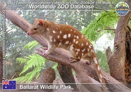 440 Ballarat Wildlife Park, AU - Spotted-tailed Quoll (Dasyurus Maculatus) - Ballarat