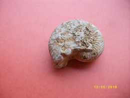 Petite Ammonite Longueur 5,5 Largeur 4,5cms - Fossiles