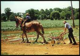 Amish Country : Amish Seasons Le Labour - Lancaster