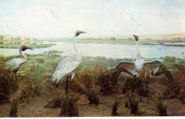 Brolga Birds, River Murray, South Australian Museum Unused - Andere & Zonder Classificatie