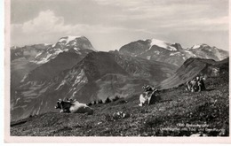 Braunwaldalp Unterstaffel Mit Tödi Une Gemsfayren - Vaches -  Kühe - Braunwald