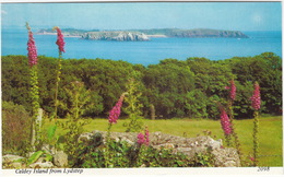 Caldey Island From Lydstep  -  (Foxglove / Digitalis Purpurea) - Wales - Pembrokeshire