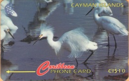 Cayman Island - CAY-13C, GPT, 13CCIC, Snowy Egret, Birds, 10 $, 25.000ex, 1995, Used - Kaaimaneilanden