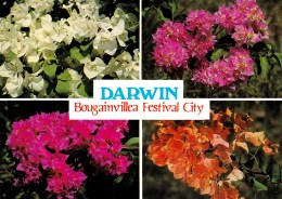 Darwin - Bougainvillea Festival City, Northern Territory Unused - Darwin