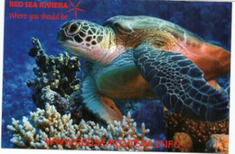 Turtle Of The Red Sea, Sharm El Naga (Hurghada) , Mint Uncirculated Postcard - Hurghada