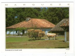 CPM    40   SABRES     PARC NATUREL LANDES DE GASCOGNE  LA MAISON DE MAITRE     ATTELAGE DE BOEUFS - Sabres