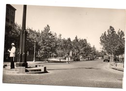 Tarjeta Postal De Zamora. Avenida De Requejo. - Zamora