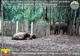 198 National Kandawgyi Gardens, MM - Mishmi Takin (Budorcas Taxicolor Taxicolor) - Myanmar (Burma)