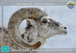 252 Almaty ZOO, KZ - Tian Shan Argali (Ovis Ammon Karelini) - Kazakhstan