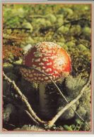 CPA MUSHROOMS - Pilze