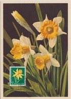 Carte Maximum Fleurs 1964 Narcisse 739 - Cartoline Maximum