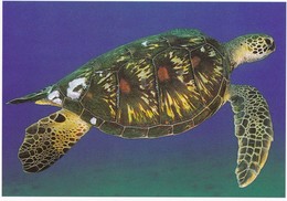 Turtle - Tortue - Zeeschildpad - Schildkröte - Tartaruga - Tortuga - Animal - Animaux - Fauna - HAWAII GREEN SEA TURTLE - Schildkröten