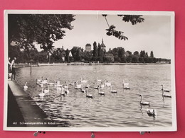 Suisse - Schwanenparadies In Arbon - CPSM 1952 - Scans Recto-verso - Arbon